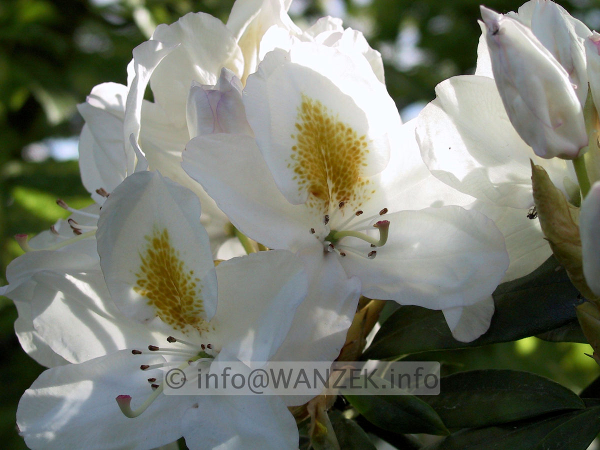 Rhododendron Madame Masson 03 Macro.JPG
